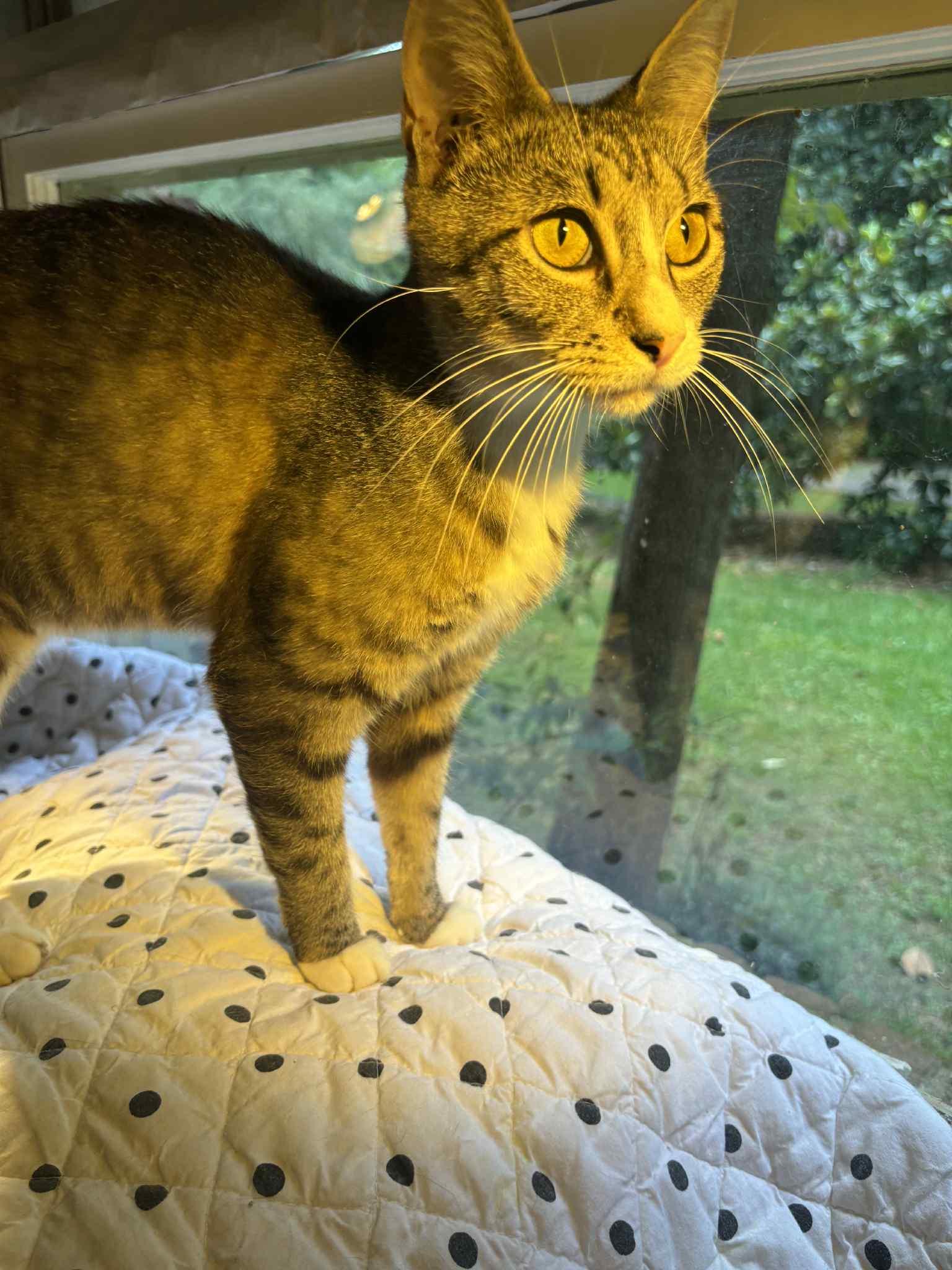 MIDGE, a Adoptable Domestic Short Hair in Powder Springs, GA image 2/2