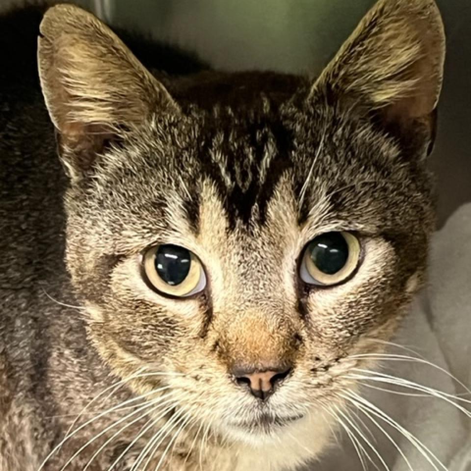 Waylon — thumbnail 2