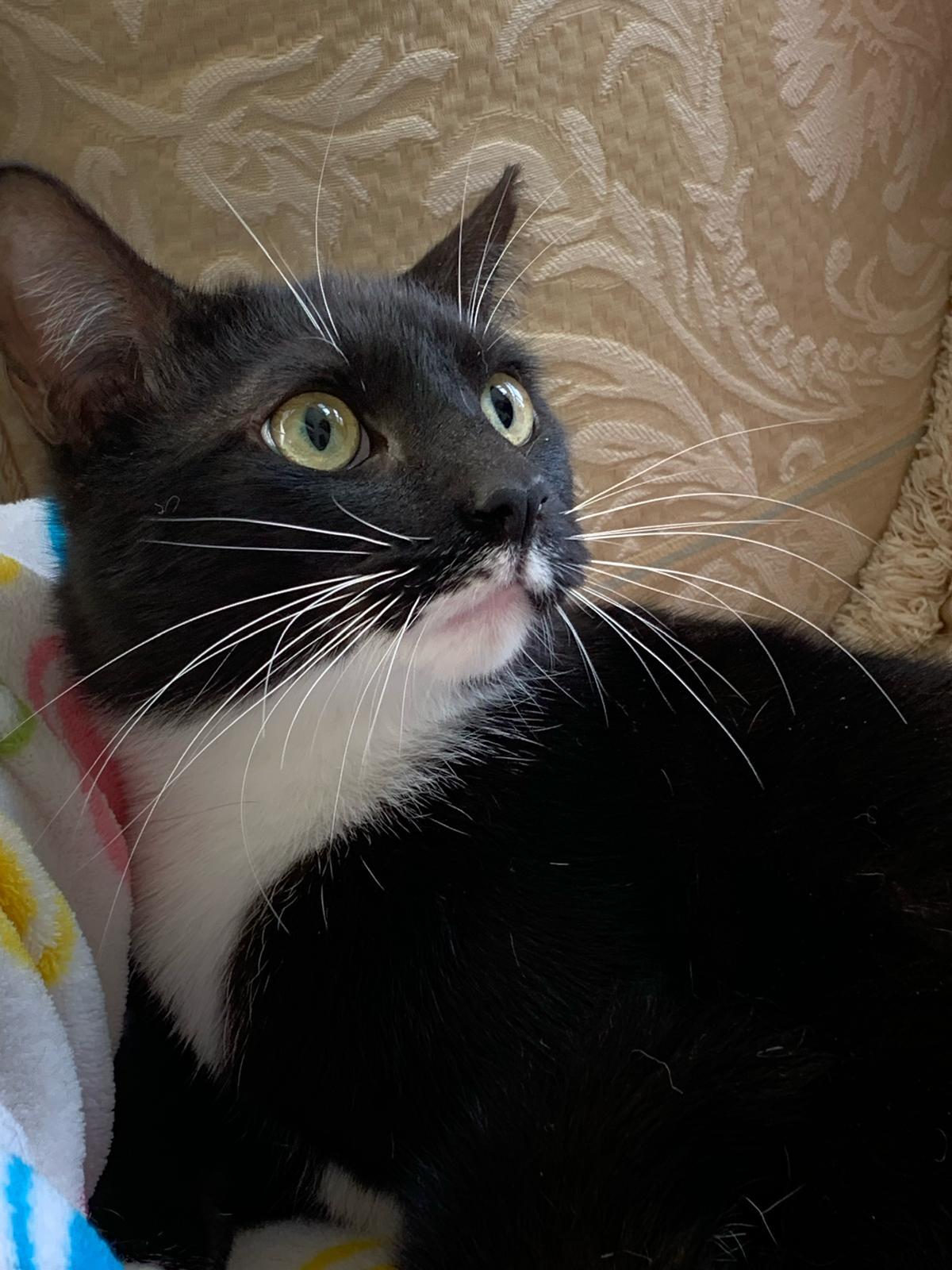 Scott, a Adoptable Tuxedo in Parkland, FL image 1/6