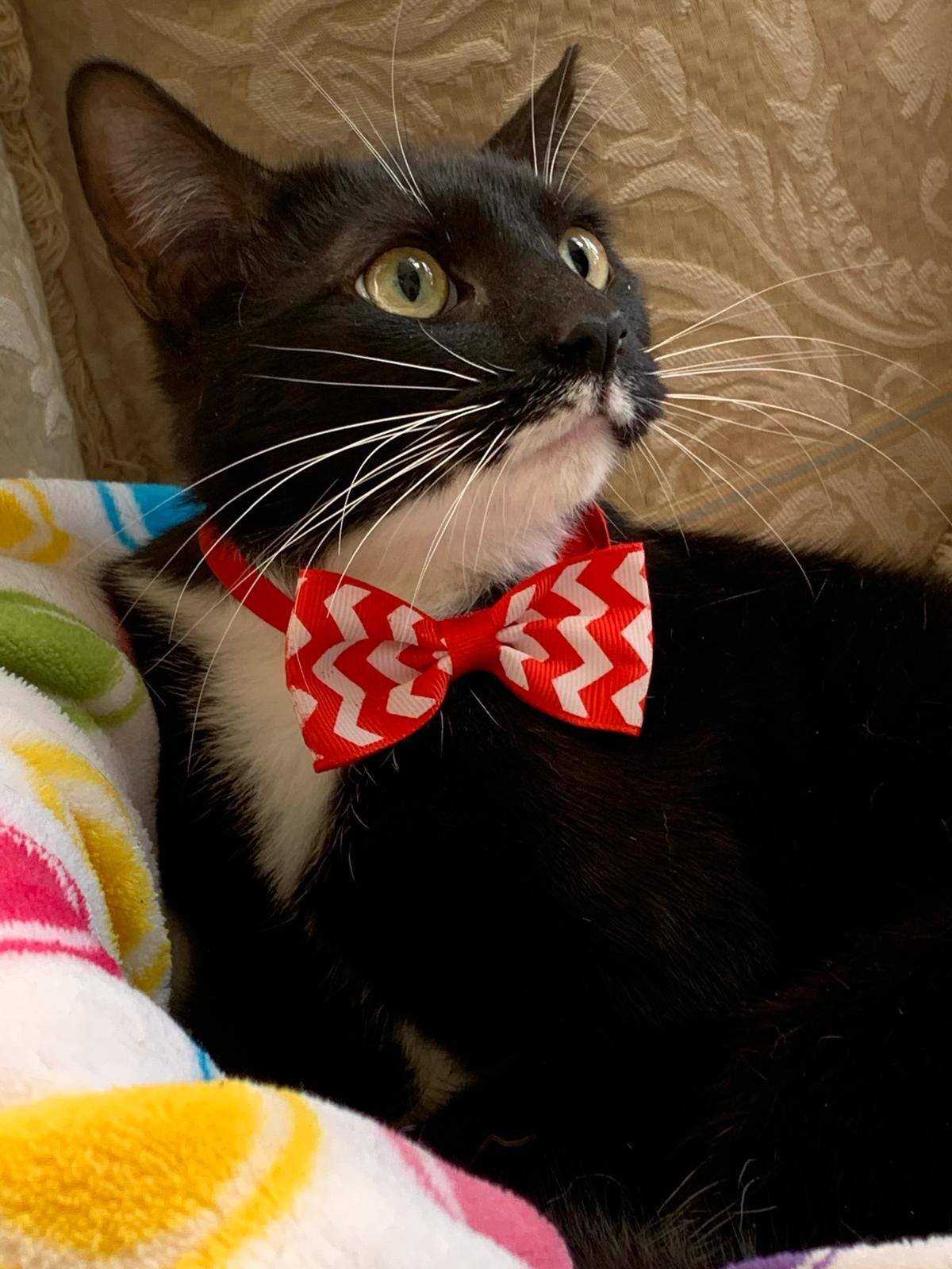 Scott, a Adoptable Tuxedo in Parkland, FL image 2/6