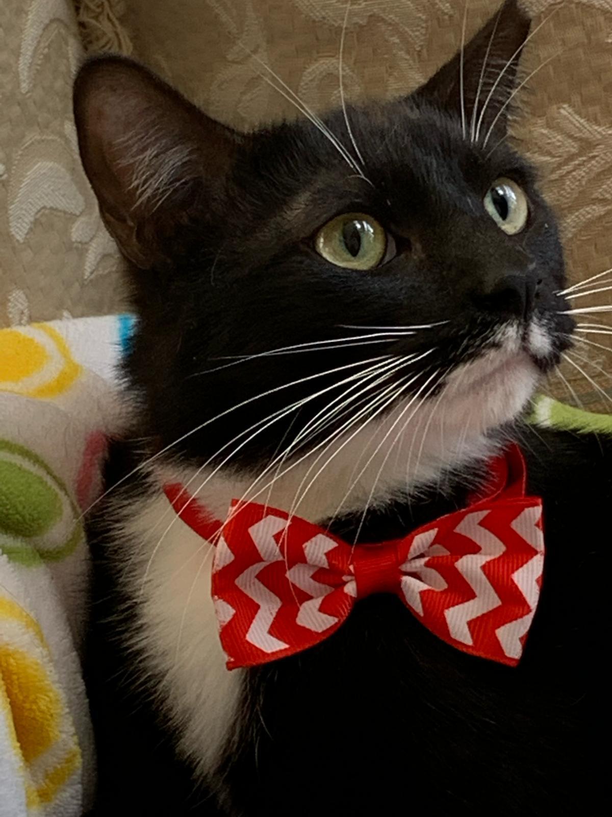 Scott, a Adoptable Tuxedo in Parkland, FL image 3/6