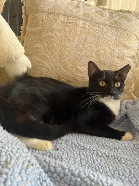 Scott, a Adoptable Tuxedo in Parkland, FL image 4/6