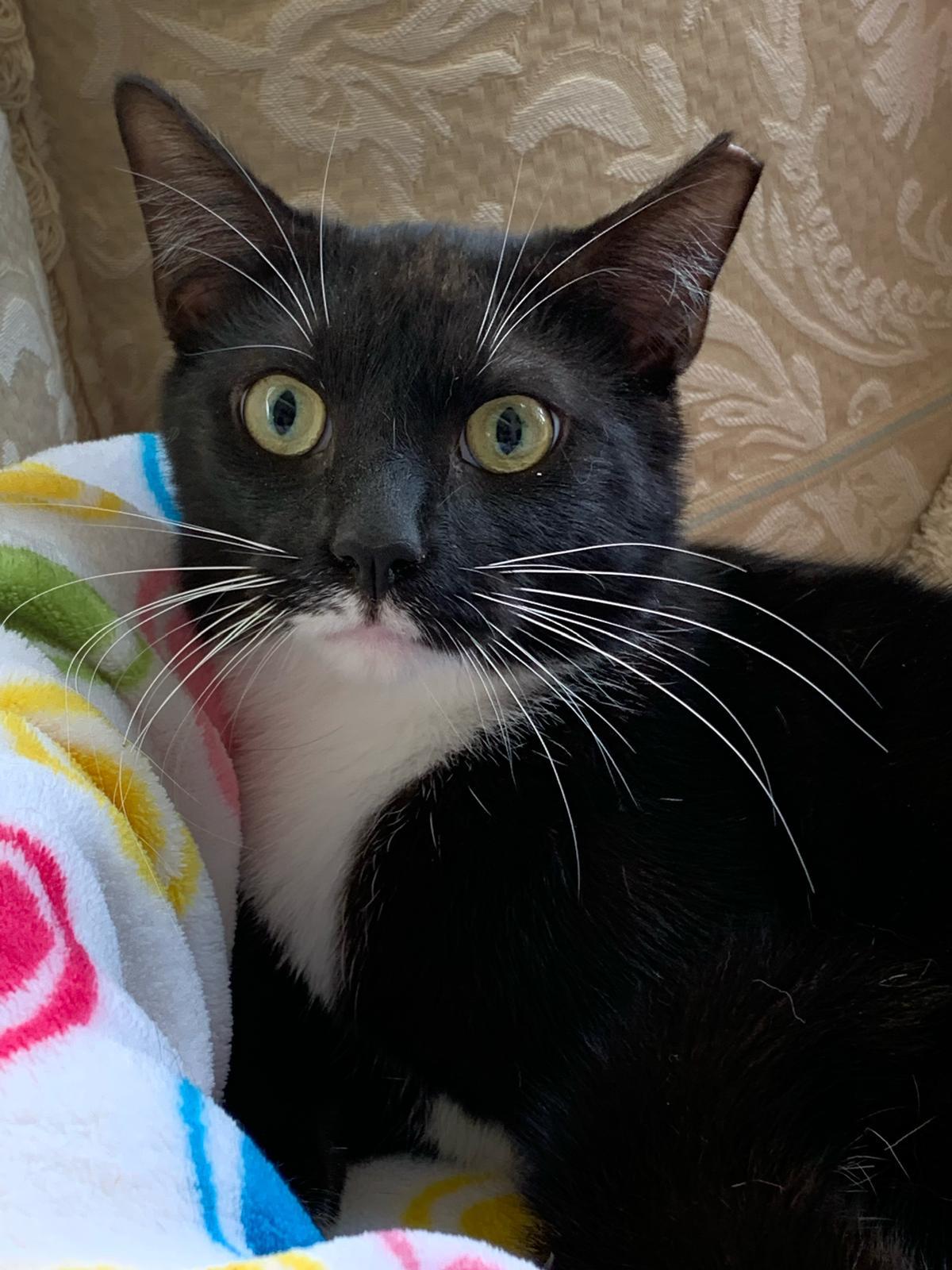 Scott, a Adoptable Tuxedo in Parkland, FL image 5/6