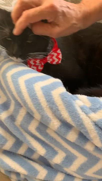 Enlarge Scott, a Adoptable Tuxedo in Parkland, FL video 6/6