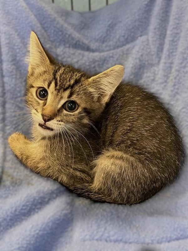 Enlarge Salmonberry, a Adoptable mixed breed in Roanoke, VA image 1/1