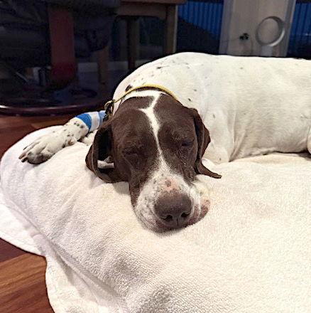 Enlarge Libby, a Adopted German Shorthaired Pointer in Menlo Park, CA image 1/3