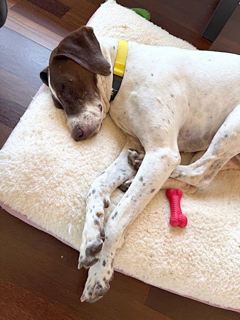 Enlarge Libby, a Adopted German Shorthaired Pointer in Menlo Park, CA image 2/3