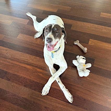 Enlarge Libby, a Adopted German Shorthaired Pointer in Menlo Park, CA image 3/3