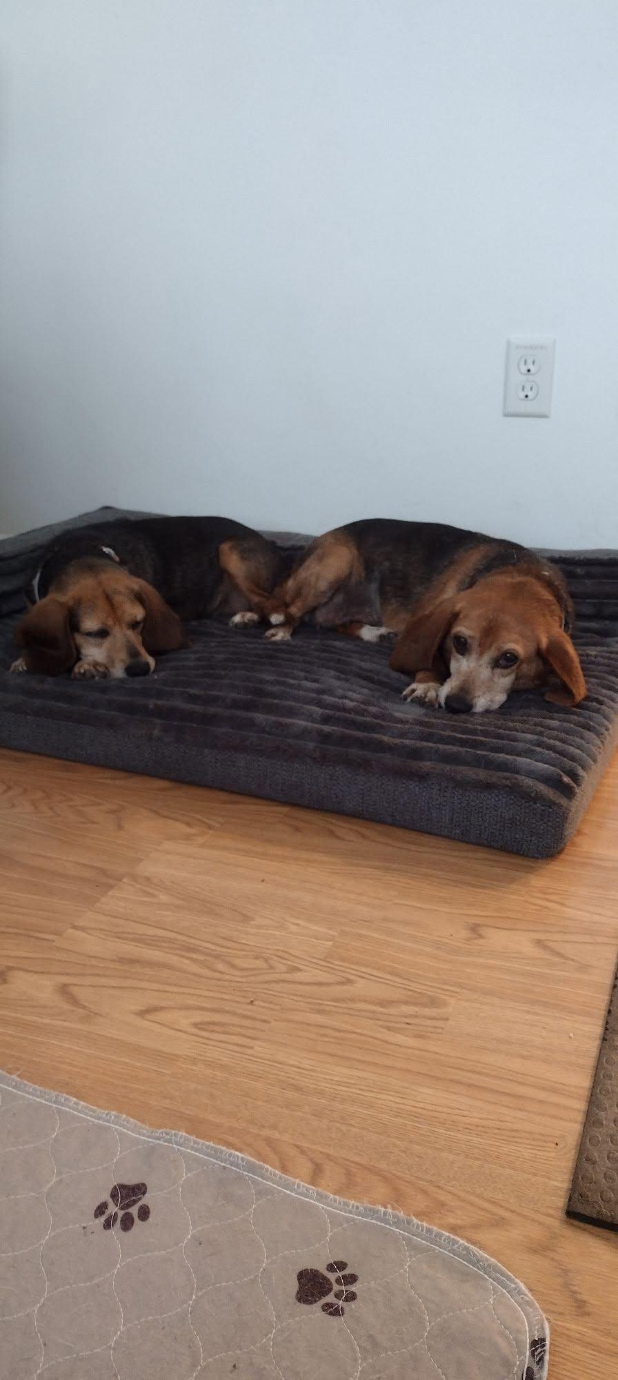 Dolly and Molly, ADOPTABLE, Senior Female Beagle.
