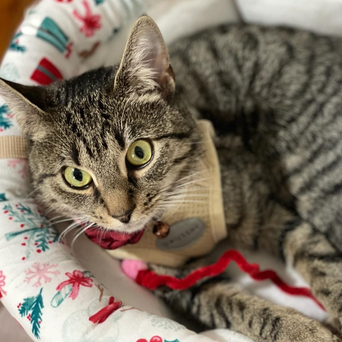 Enlarge Lily, a Adoptable Domestic Short Hair in Weehawken, NJ image 3/6