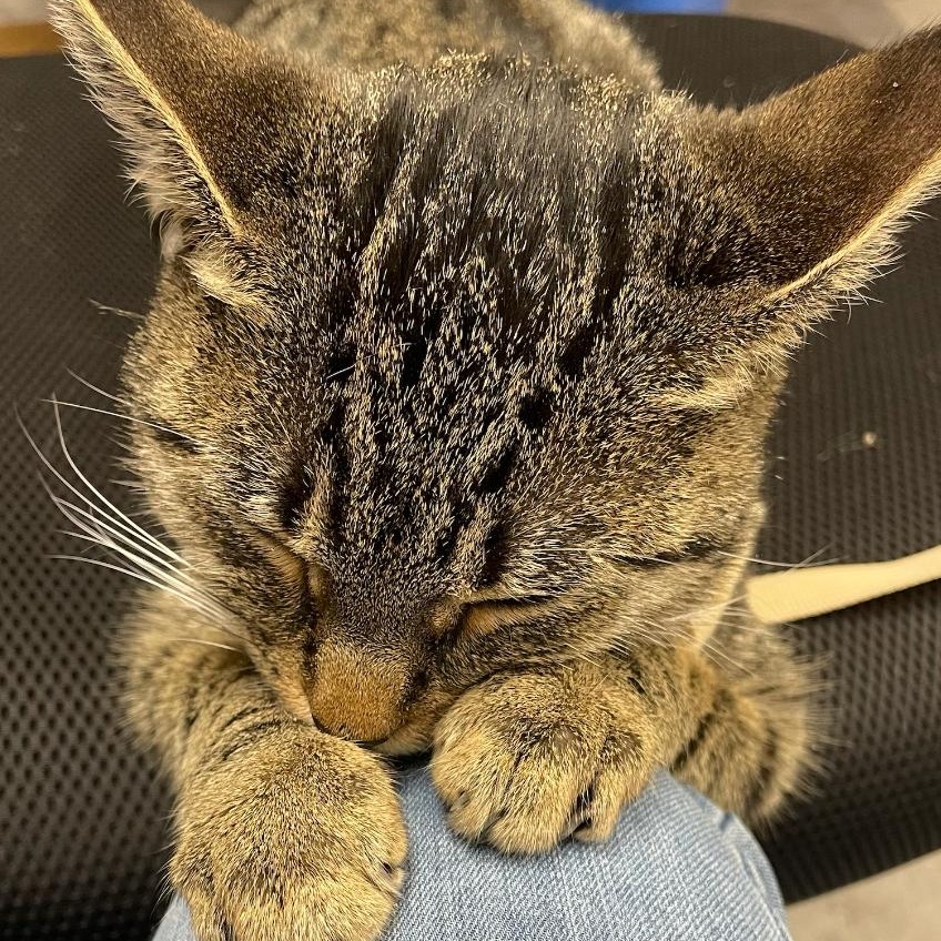 Enlarge Lily, a Adoptable Domestic Short Hair in Weehawken, NJ image 5/6