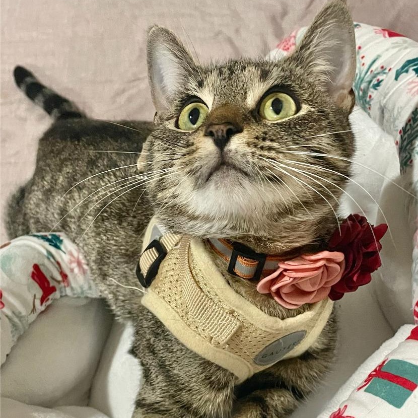 Enlarge Lily, a Adoptable Domestic Short Hair in Weehawken, NJ image 4/6