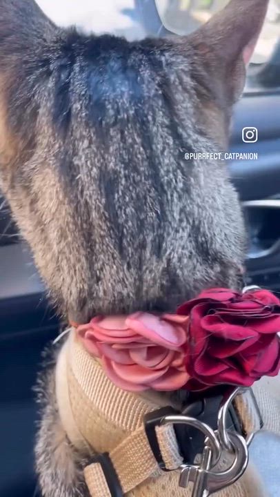 Enlarge Lily, a Adoptable Domestic Short Hair in Weehawken, NJ video 6/6