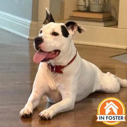 Enlarge Odin, a Adoptable mixed breed in Merriam, KS image 1/3