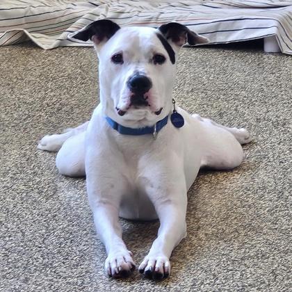 Odin, Adoptable, Adult Male Mixed Breed & Mixed Breed.