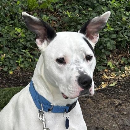 Enlarge Odin, a Adoptable mixed breed in Merriam, KS image 2/3