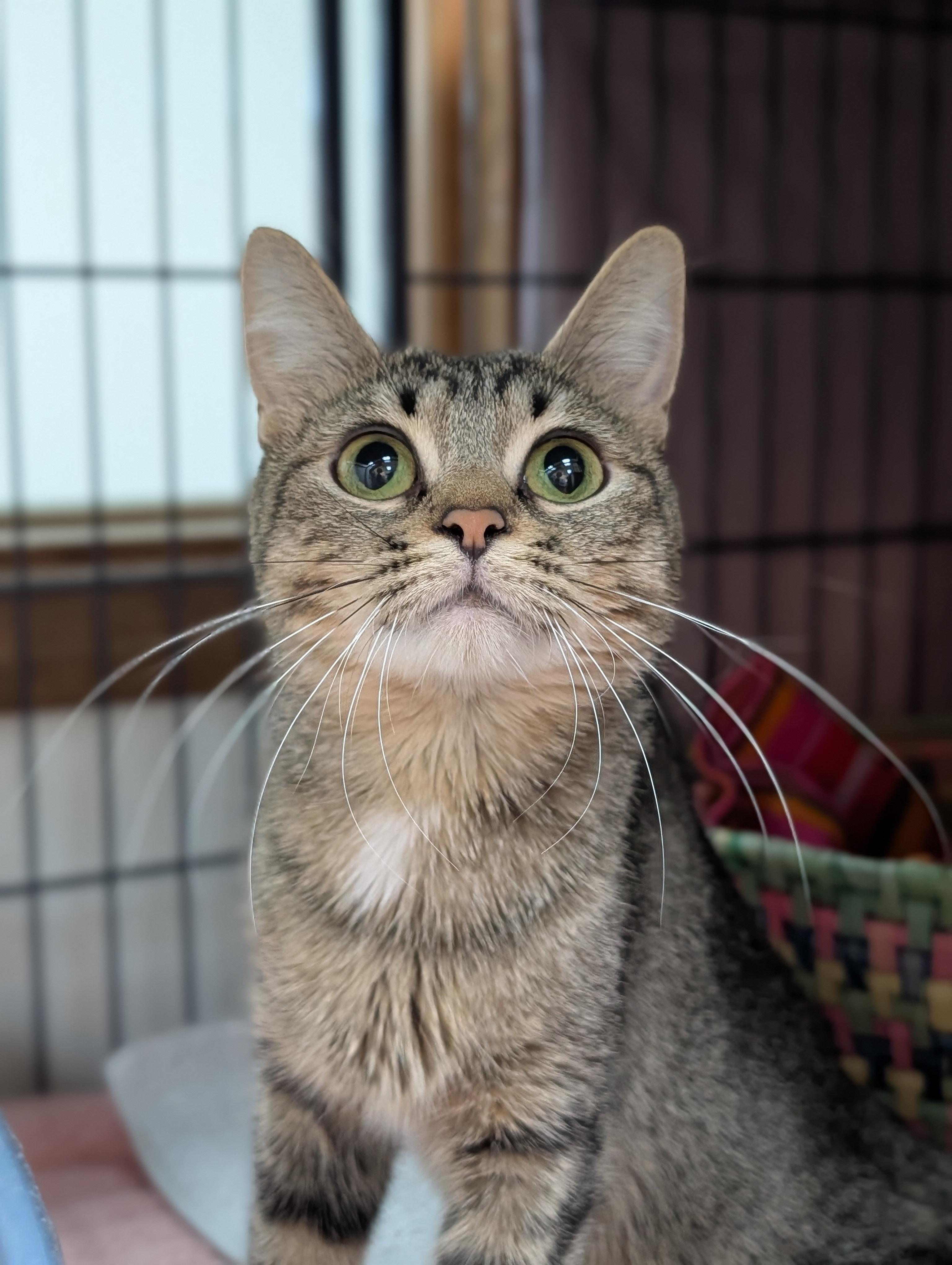 KC, ADOPTABLE, Adult Female Domestic Short Hair.