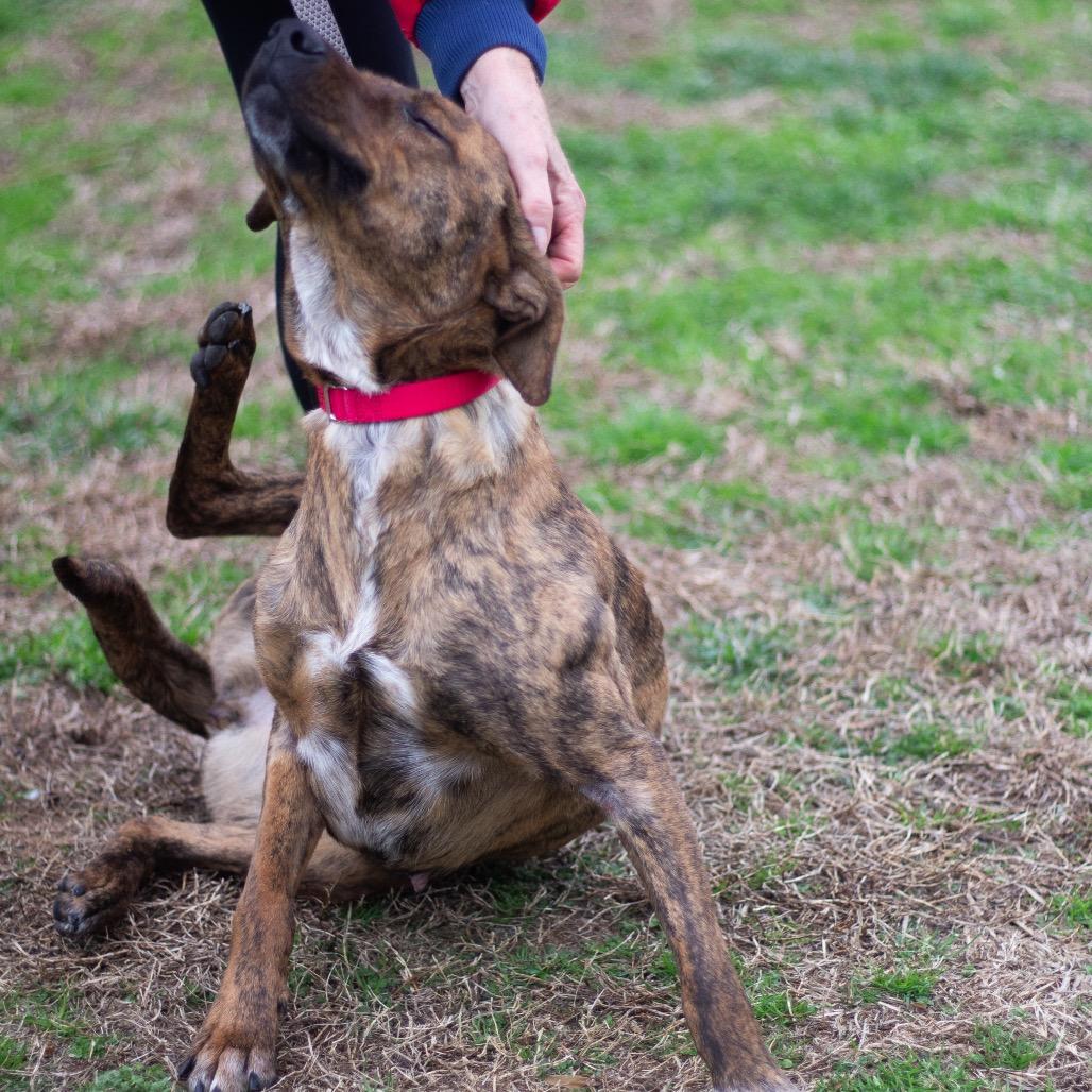 Sadie 22392 — thumbnail 2