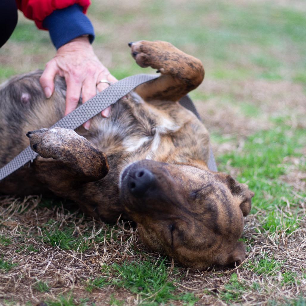 Sadie 22392 — thumbnail 3