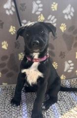 Enlarge Kelly, a ADOPTABLE mixed breed in Boerne, TX image 4/4