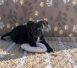 Enlarge Kelly, a ADOPTABLE mixed breed in Boerne, TX image 3/4