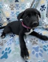 Enlarge Kelly, a ADOPTABLE mixed breed in Boerne, TX image 2/4