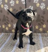 Kelly, ADOPTABLE, Puppy Female Black Labrador Retriever & Terrier.