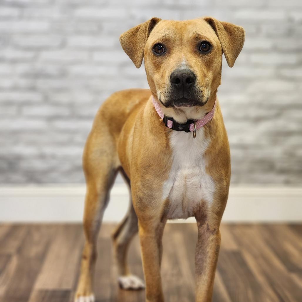 Enlarge Kisses, a Adoptable mixed breed in Montgomery, AL image 1/2