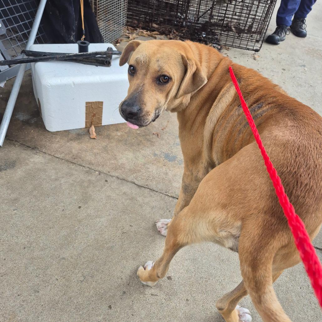 Enlarge Kisses, a Adoptable mixed breed in Montgomery, AL image 2/2