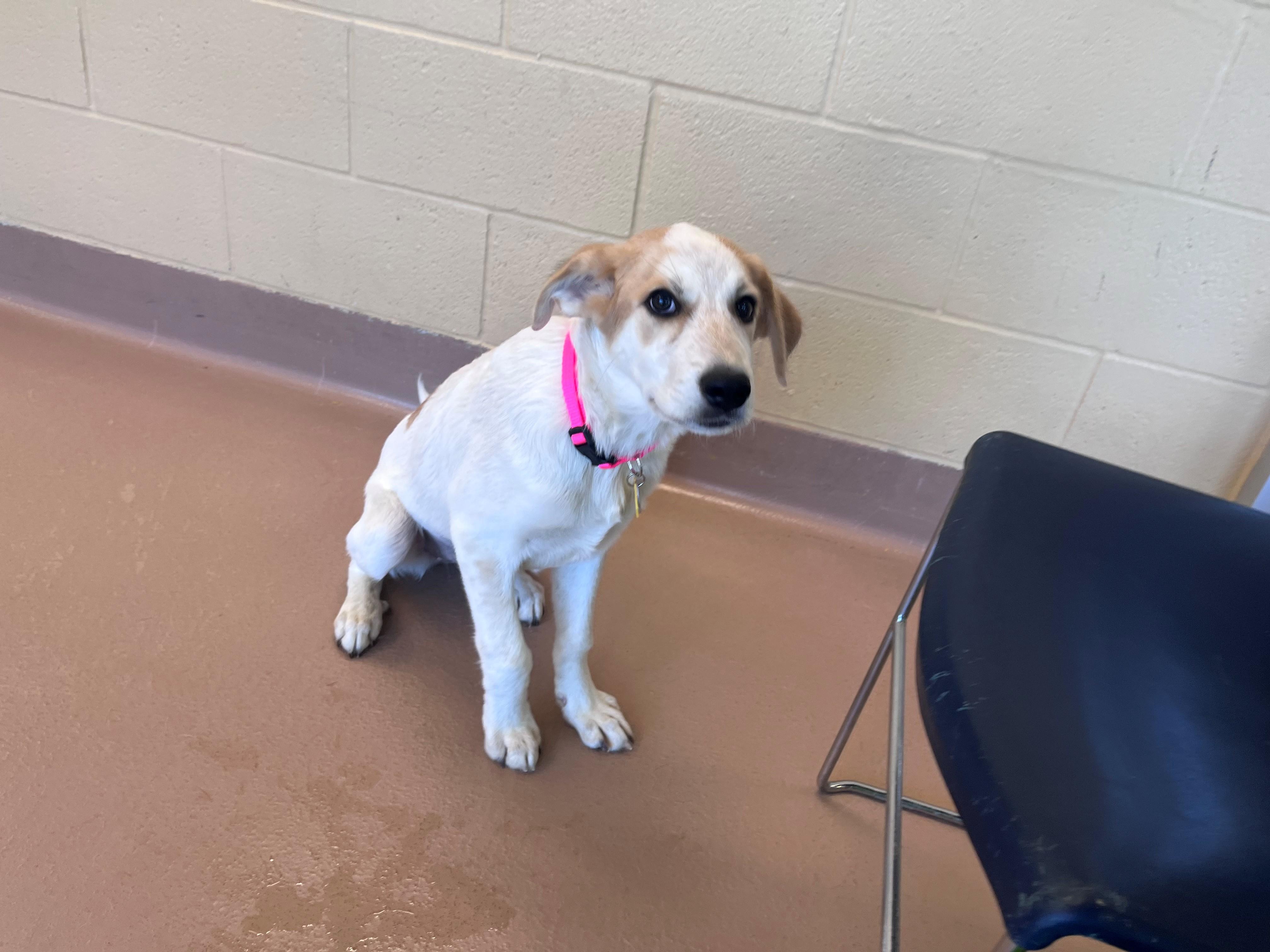 Enlarge Amerie A219648, a Adoptable mixed breed in Plano, TX image 5/5