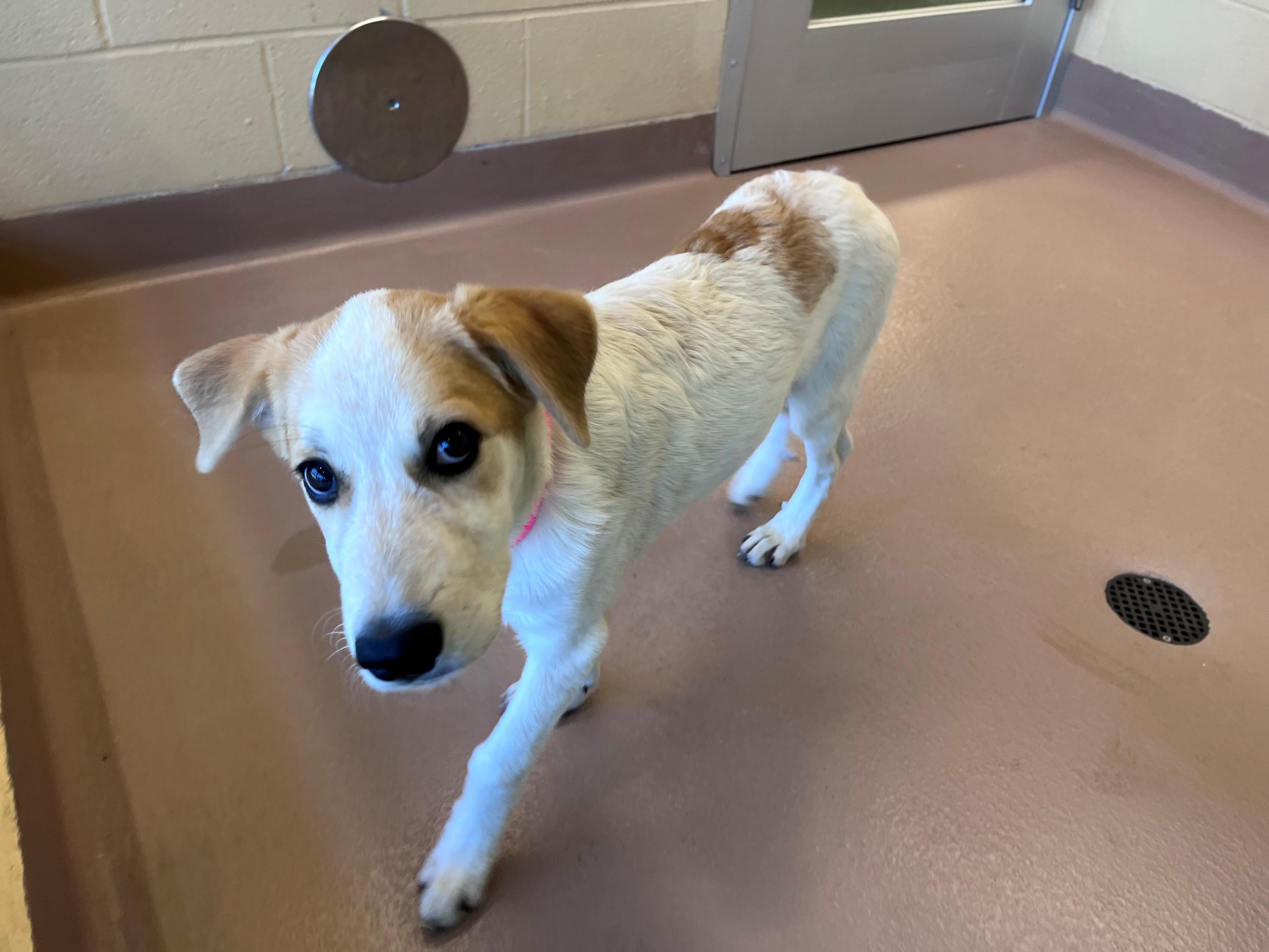 Enlarge Amerie A219648, a Adoptable mixed breed in Plano, TX image 3/5