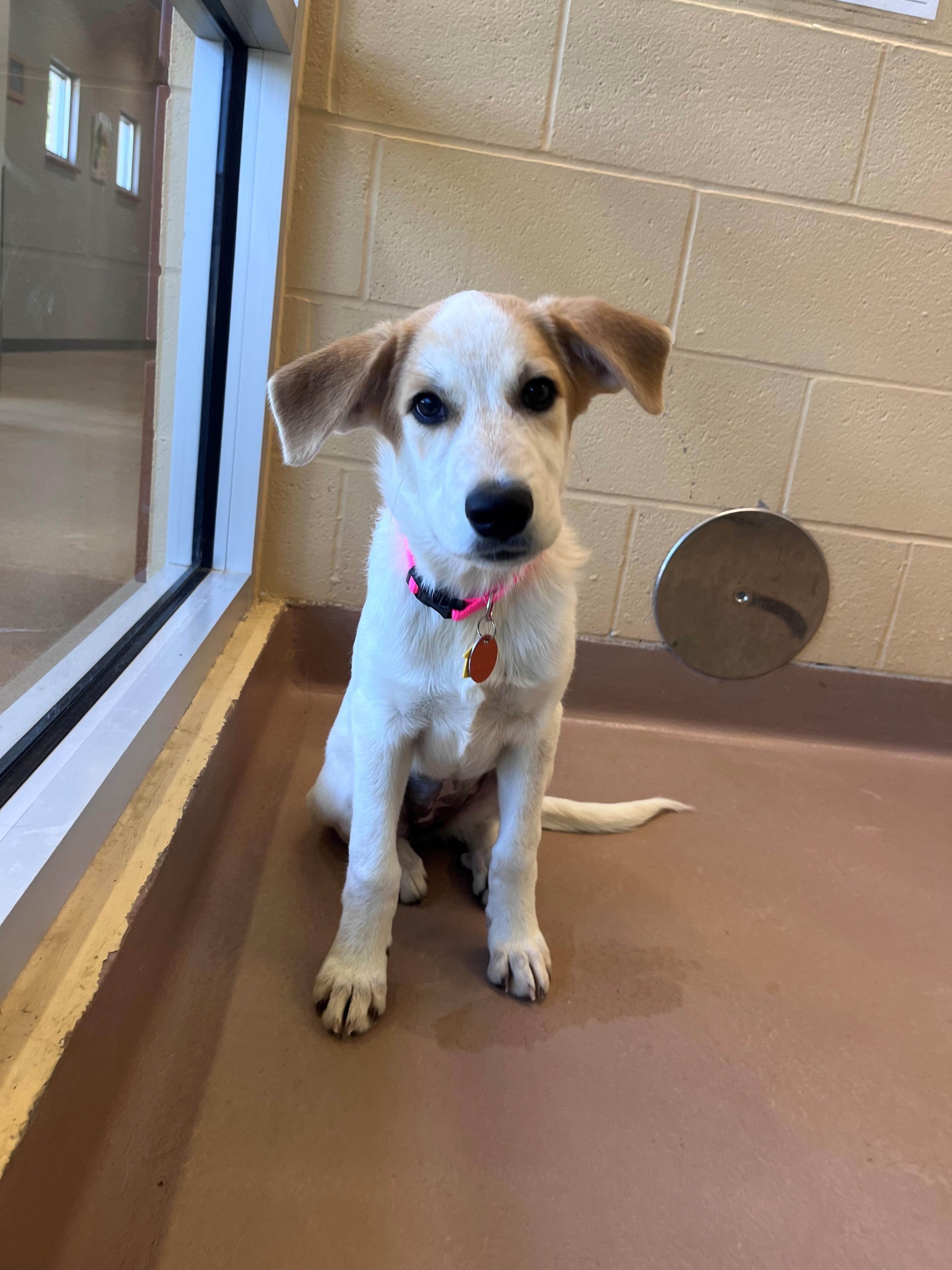Enlarge Amerie A219648, a Adoptable mixed breed in Plano, TX image 1/5