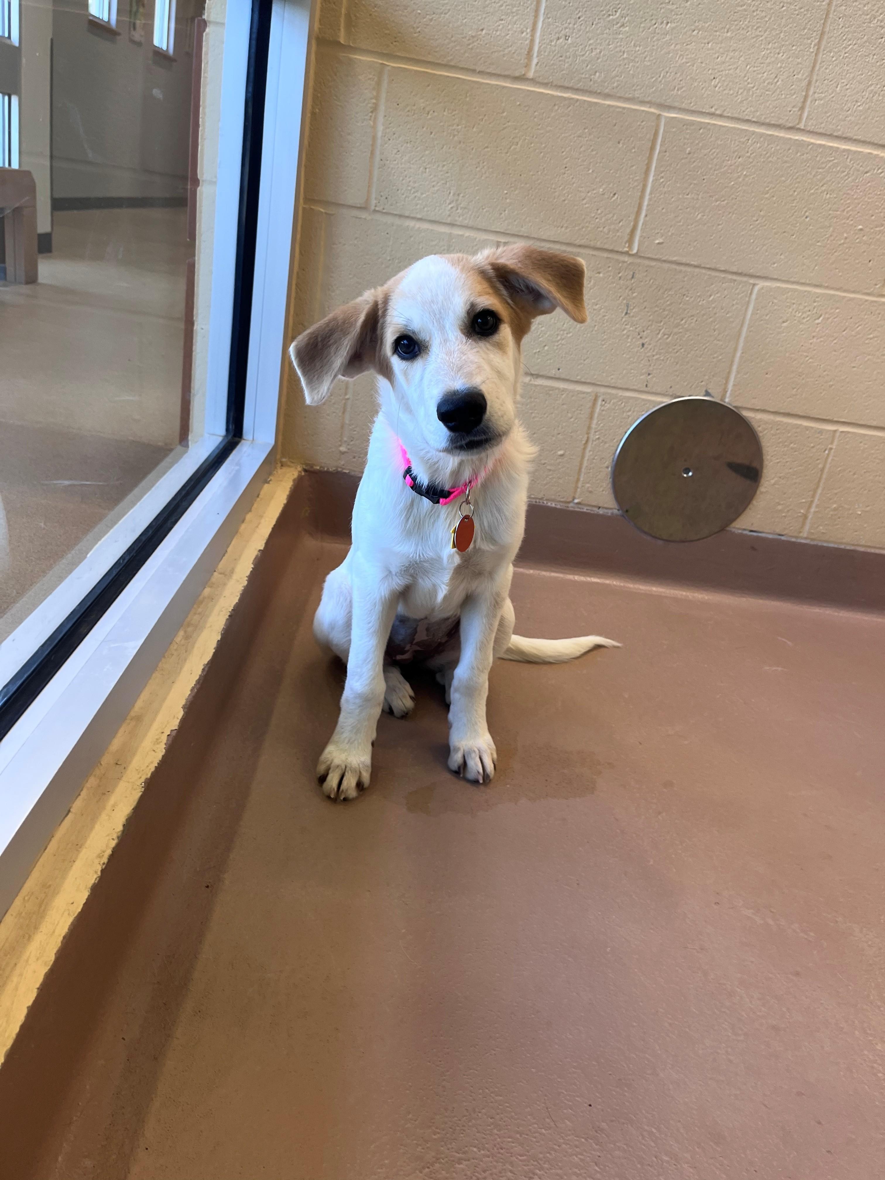 Enlarge Amerie A219648, a Adoptable mixed breed in Plano, TX image 2/5