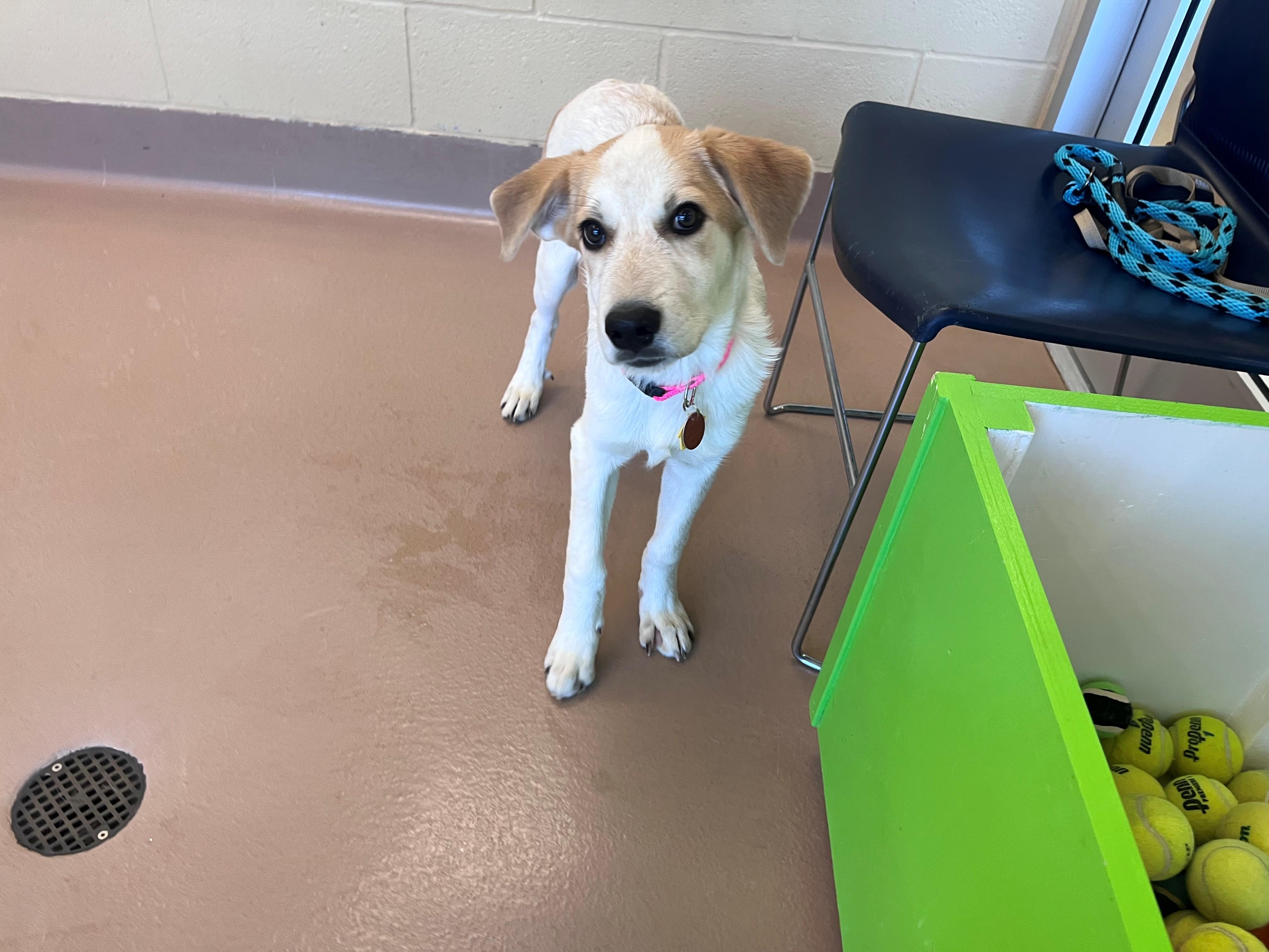 Enlarge Amerie A219648, a Adoptable mixed breed in Plano, TX image 4/5