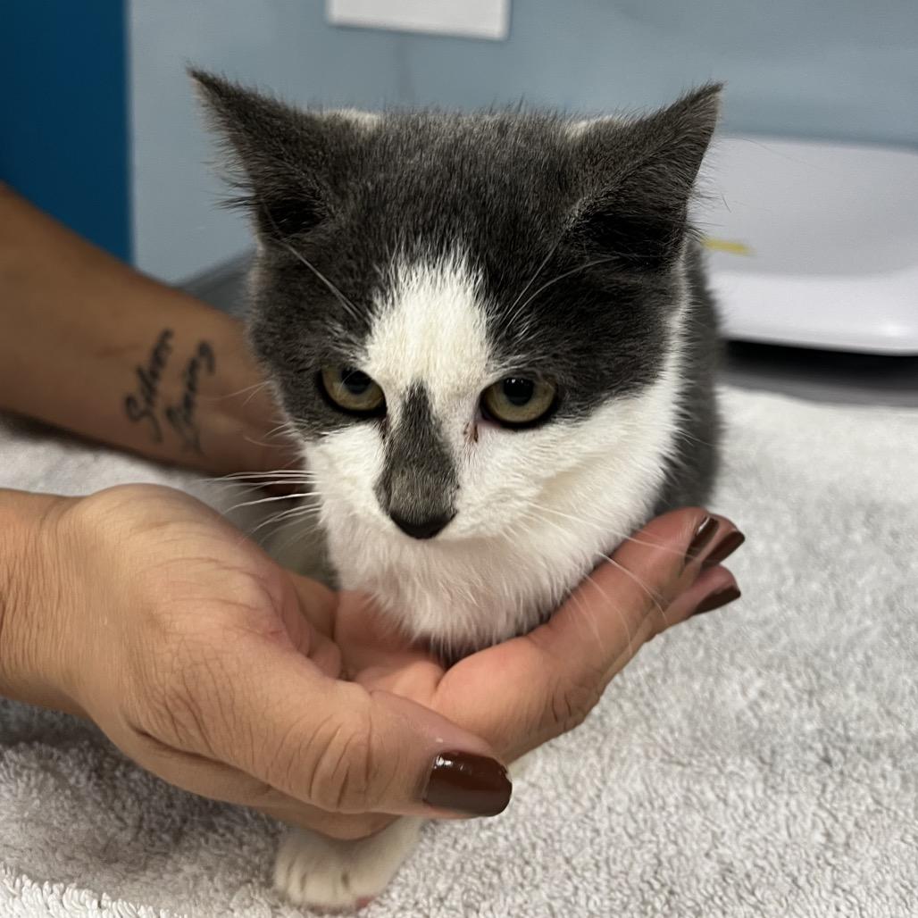 Asparagus, Adoptable, Kitten Female Domestic Medium Hair.