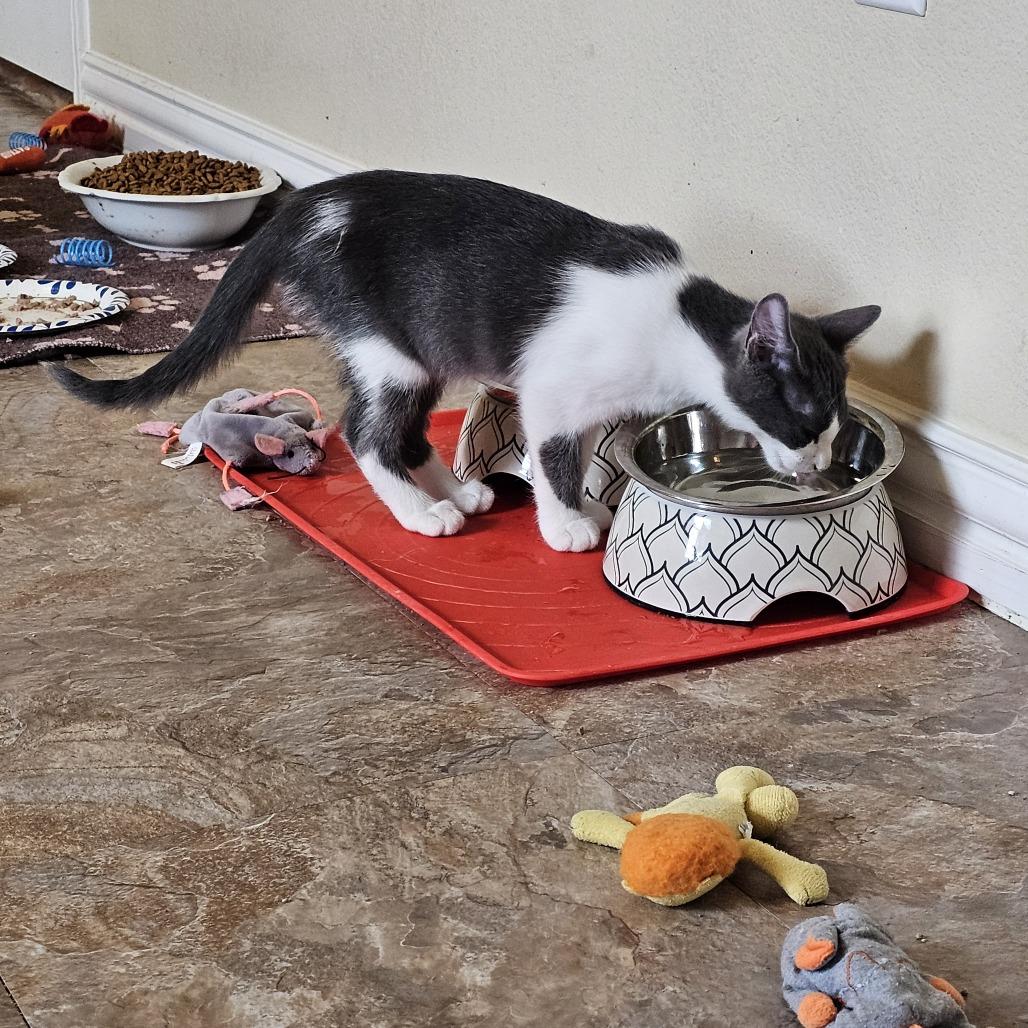 Europa, Adoptable, Young Female Domestic Short Hair.