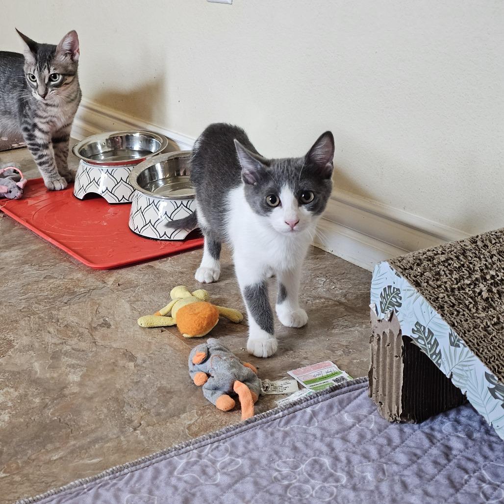 Enlarge Europa, a Adoptable Domestic Short Hair in Leander, TX image 2/6