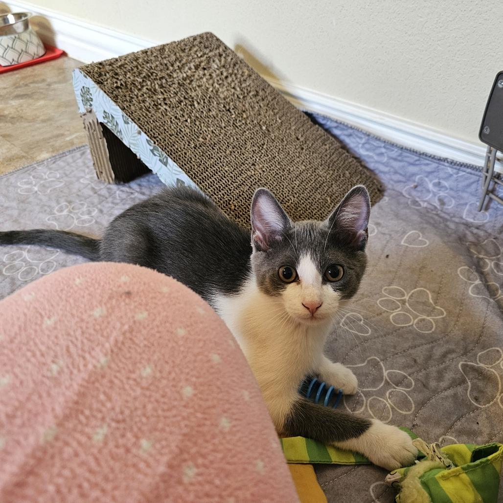 Enlarge Europa, a Adoptable Domestic Short Hair in Leander, TX image 3/6