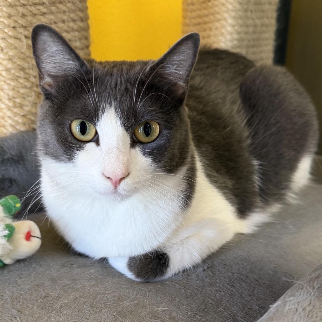 Enlarge Europa, a Adoptable Domestic Short Hair in Leander, TX image 4/6
