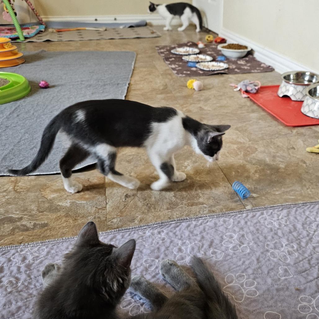 Enlarge Europa, a Adoptable Domestic Short Hair in Leander, TX image 4/6