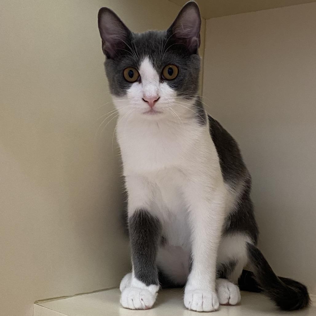 Enlarge Europa, a Adoptable Domestic Short Hair in Leander, TX image 5/6