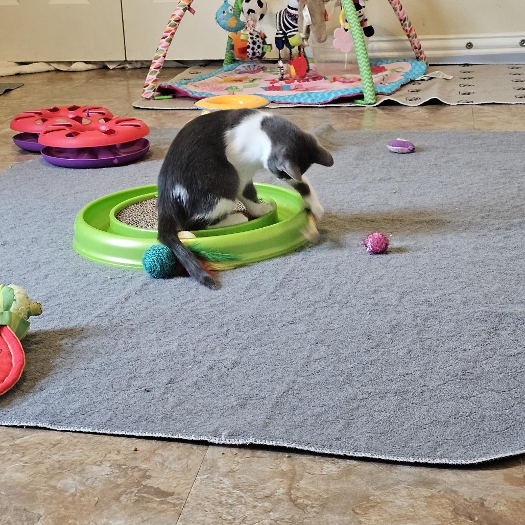 Enlarge Europa, a Adoptable Domestic Short Hair in Leander, TX image 6/6