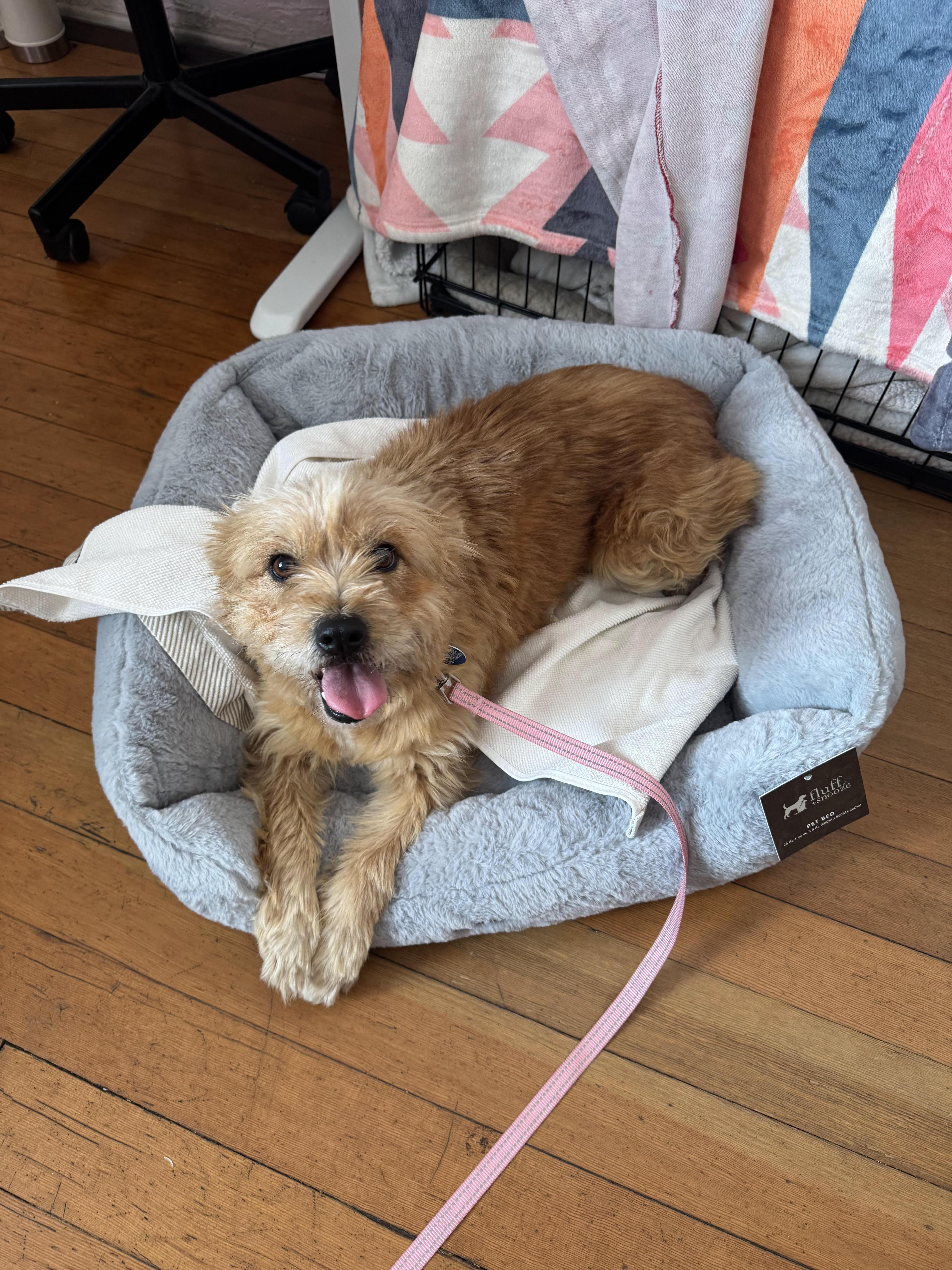 Enlarge Rosie, a ADOPTABLE Terrier in Studio City, CA image 4/5