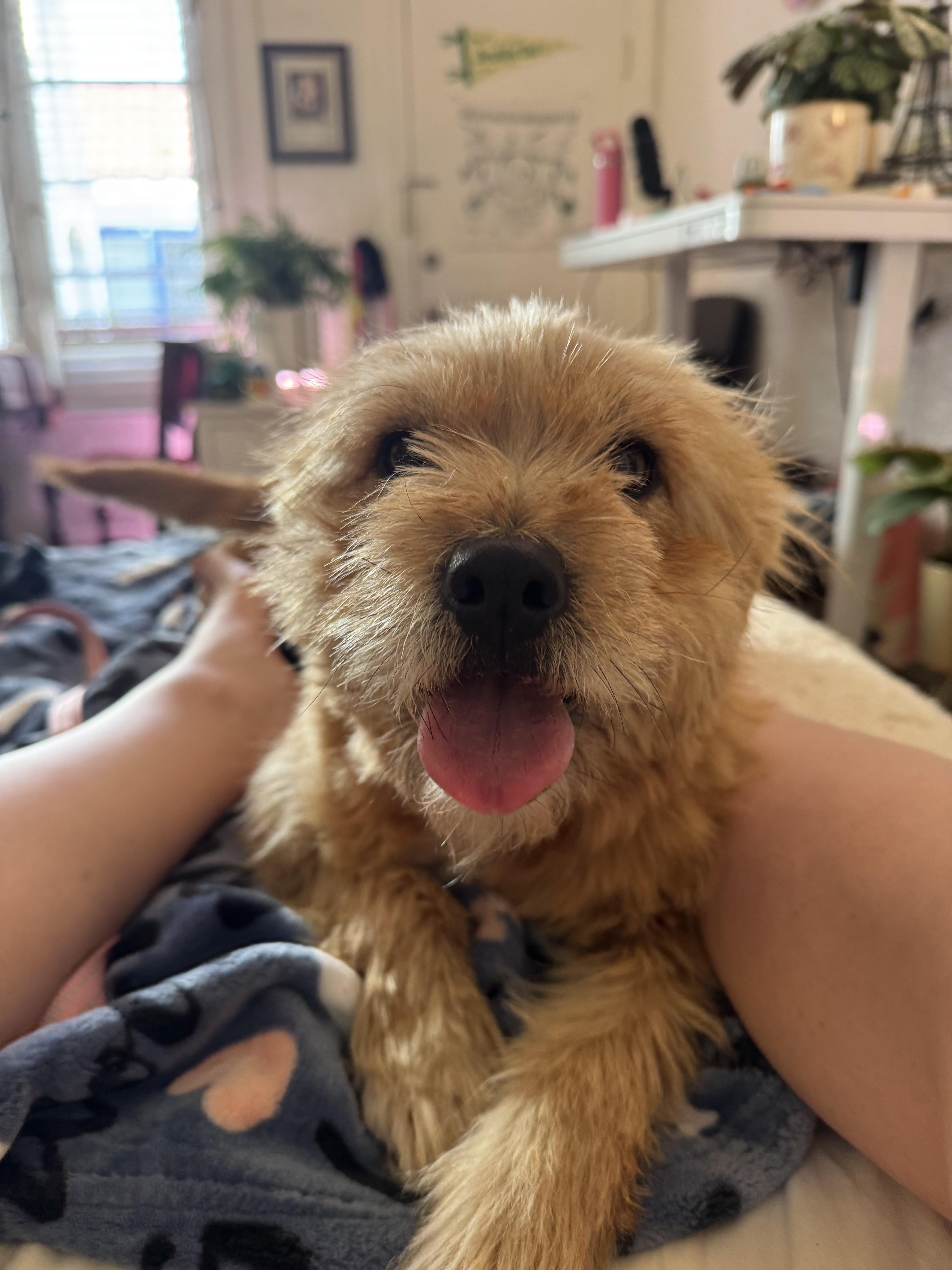 Enlarge Rosie, a ADOPTABLE Terrier in Studio City, CA image 3/5