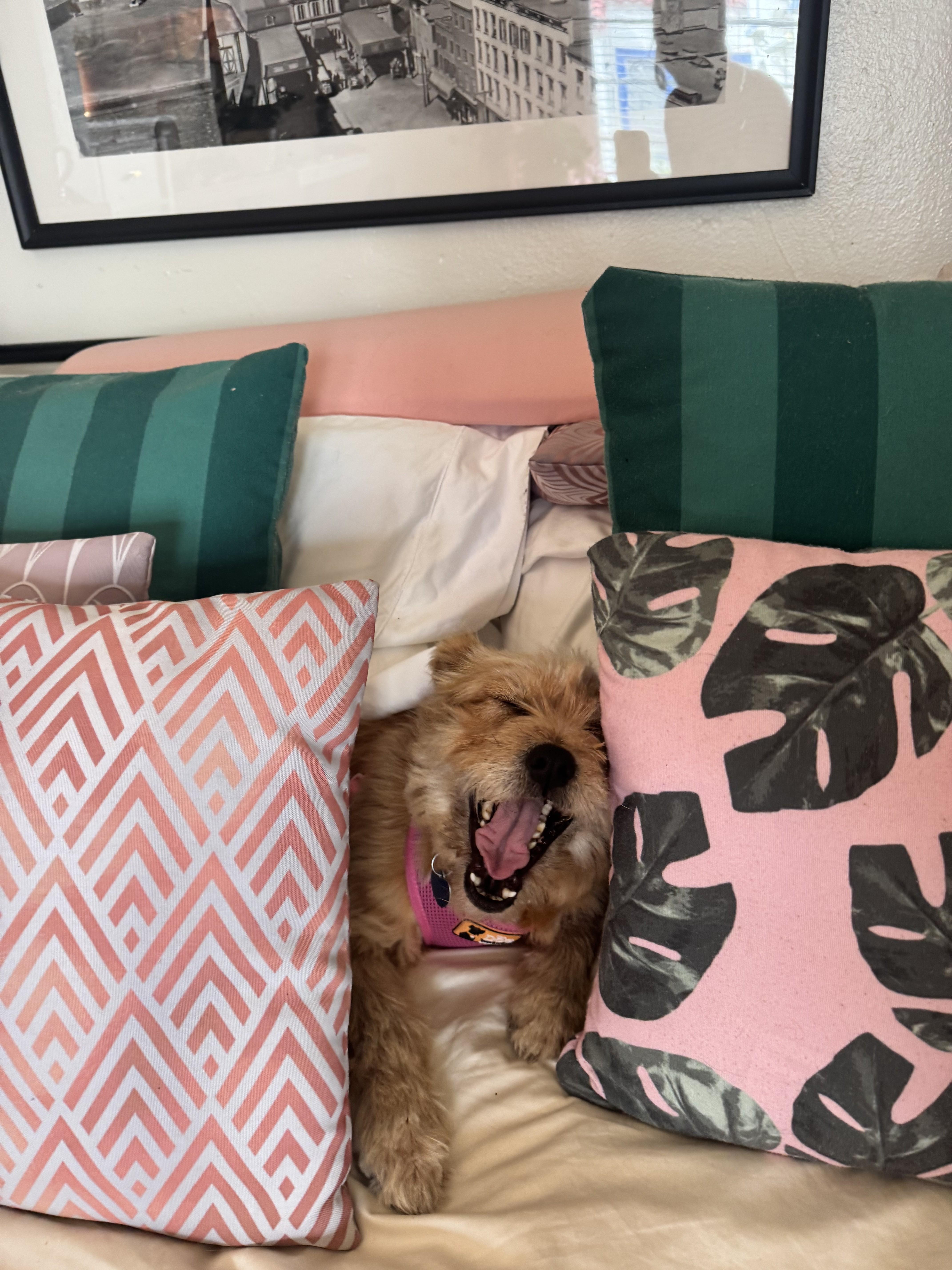 Enlarge Rosie, a ADOPTABLE Terrier in Studio City, CA image 5/5