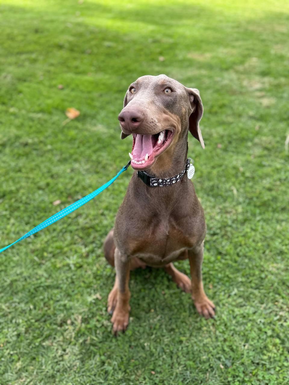 Skye, Adoptable, Young Female Doberman Pinscher.