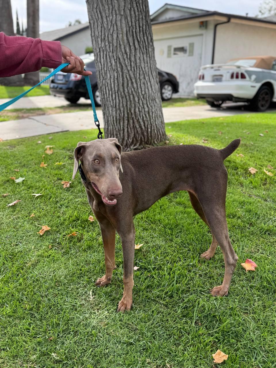 Skye, a Adoptable Doberman Pinscher in Los Angeles, CA image 2/5