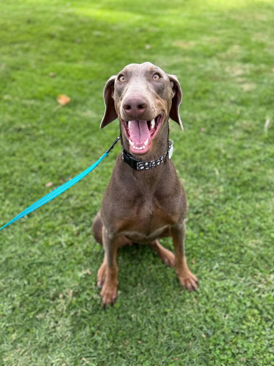 Skye, a Adoptable Doberman Pinscher in Los Angeles, CA image 3/5
