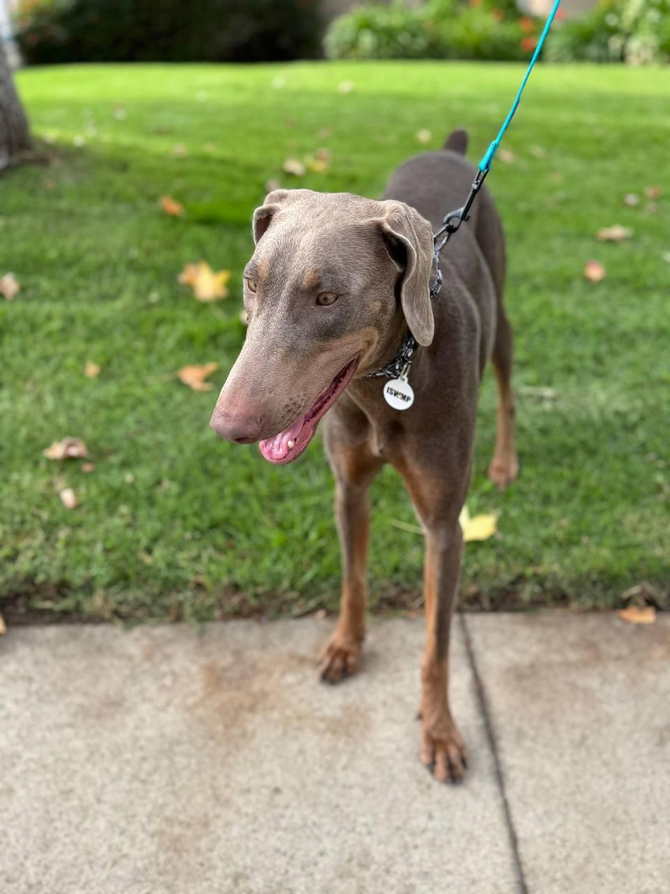 Skye, a Adoptable Doberman Pinscher in Los Angeles, CA image 4/5