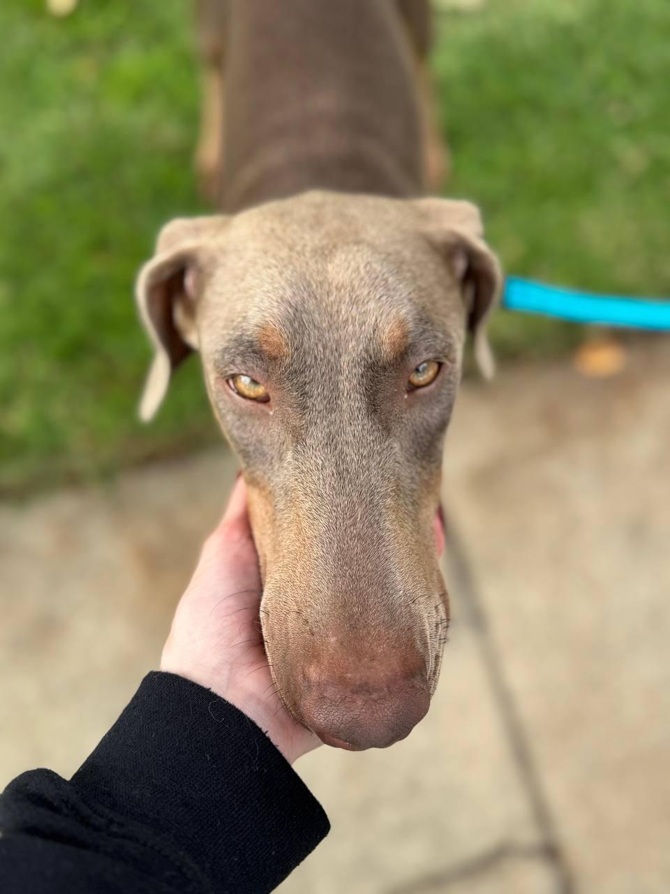 Skye, a Adoptable Doberman Pinscher in Los Angeles, CA image 5/5